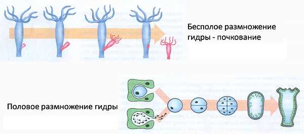 Сайт кракен тор браузера